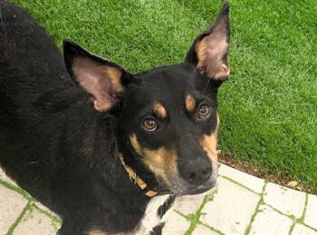 RIO -  German Shepherd Dog and Mixed Breed Dog for Adoption in Fort Lauderdale, Florida - RIO | PetCurious