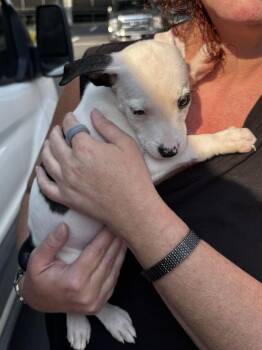 Butter -  Pit Bull Terrier Dog for Adoption in Seattle, Washington - Butter | PetCurious
