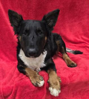 Mixed Breed Dogs Available for Adoption - Capone | PetCurious