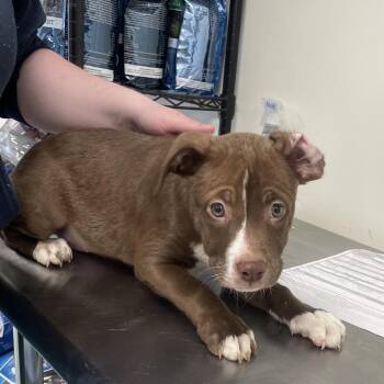 Kaa(Stella) -  Terrier and Retriever Dog for Adoption in Galax, Virginia - Kaa(Stella) | PetCurious