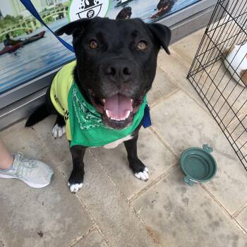 Cricket -  Pit Bull Terrier and Husky Dog for Adoption in Pflugerville, Texas - Cricket | PetCurious