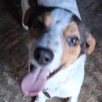 Chihuahua and Beagle Dogs Available for Adoption in Madison, Wisconsin - Chill | PetCurious