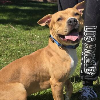 Rescue American Bully Dogs for Adoption in Waterloo, Iowa - Pablo | PetCurious