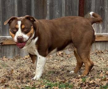 Staffordshire Bull Terrier Dogs Available for Adoption - Beefy | PetCurious