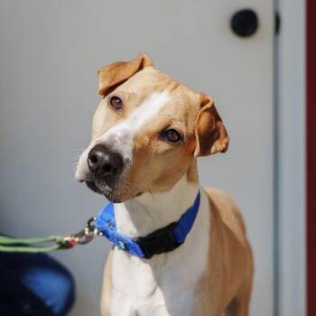 Whippet Dogs Available for Adoption - Prince | PetCurious