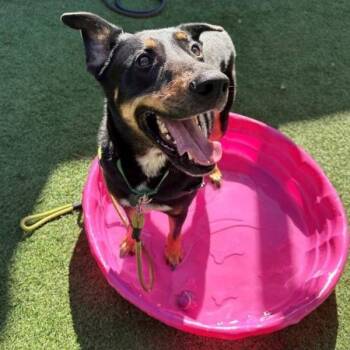 Mario -  Doberman Pinscher Dog for Adoption in Walnut Creek, California - Mario | PetCurious