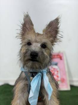 Dog Marley- -  Cairn Terrier and West Highland White Terrier Westie Dog for Adoption in Carlsbad, California - Dog Marley- | PetCurious