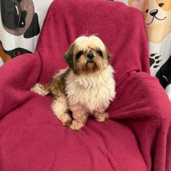 Benny - 3846 -  Shih Tzu Dog for Adoption in Uniontown, Pennsylvania - Benny - 3846 | PetCurious