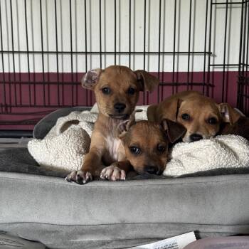 Rescue Mixed Breed Dogs for Adoption in San Juan, San Juan - Gumbo, Ceiba, And Guava | PetCurious