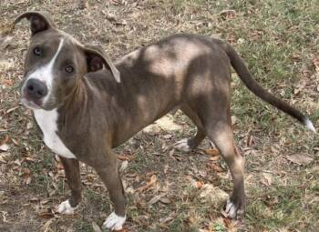 Rescue Pit Bull Terrier and Mixed Breed Dogs for Adoption in Texas City, Texas - OLIVER | PetCurious
