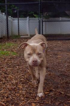 Mixed Breed Dogs Available for Adoption in Chamblee, Georgia - Ribbit | PetCurious