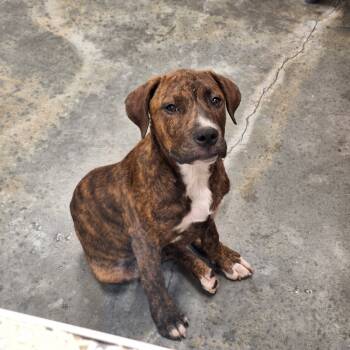 Rescue Pit Bull Terrier Dogs for Adoption in Gautier, Mississippi - Saul | PetCurious