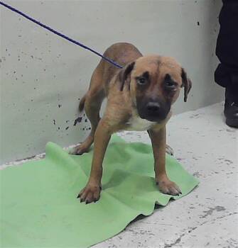 MANNY -  Labrador Retriever and Mixed Breed Dog for Adoption in Houston, Texas - MANNY | PetCurious