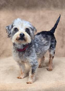 Yorkshire Terrier and Miniature Poodle Dogs Available for Adoption - Milton | PetCurious