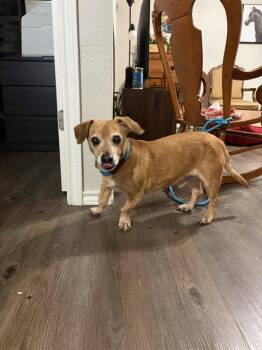 Dachshund Dogs Available for Adoption - Dallas | PetCurious