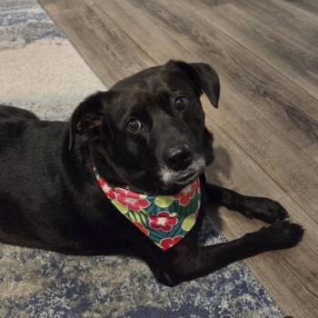 Willa -  Black Labrador Retriever and Pit Bull Terrier Dog for Adoption in Columbia, South Carolina - Willa | PetCurious