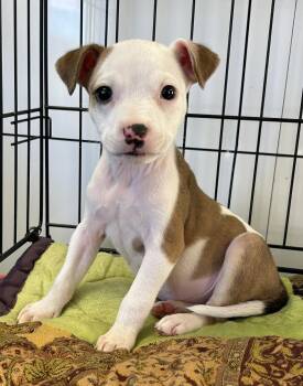 American Staffordshire Terrier Dogs Available for Adoption - Vera | PetCurious