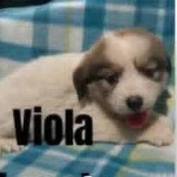 Viola *Adoption Pending * -  Australian Shepherd and Mixed Breed Dog for Adoption - Viola *Adoption Pending * | PetCurious