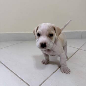 Cloud -  Chihuahua Dog for Adoption in Fort Belvoir, Virginia - Cloud | PetCurious
