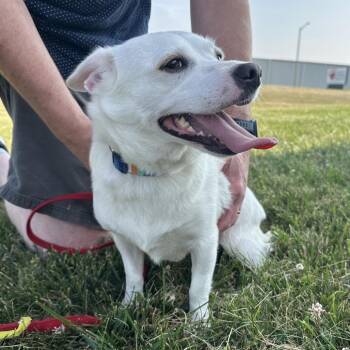 Luna -  Chihuahua and Mixed Breed Dog for Adoption in Portage, Michigan - Luna | PetCurious