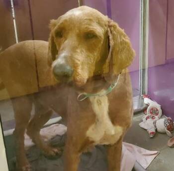 Standard Poodle and Mixed Breed Dogs Available for Adoption in Kansas City, Missouri - Grady | PetCurious