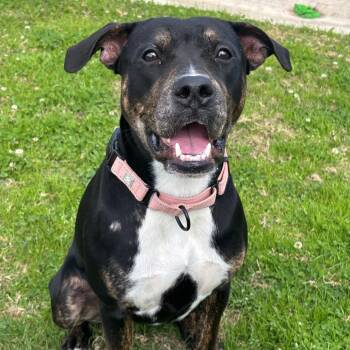 Pit Bull Terrier Dogs Available for Adoption - Pickles **Courtesy Post. Out Of Town Pet. See Below For Details* | PetCurious