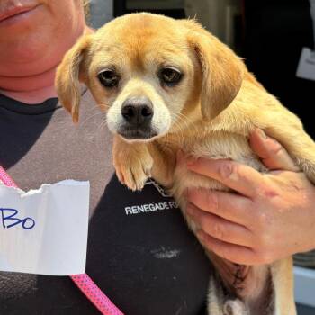 Mixed Breed Dogs Available for Adoption in Savannah, Georgia - Jargito | PetCurious