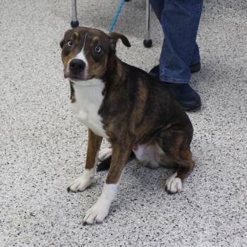 Travis (12331) -  Hound and Catahoula Leopard Dog Dog for Adoption in Heath, Ohio - Travis (12331) | PetCurious