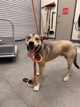 YOKO -  Pit Bull Terrier and Siberian Husky Dog for Adoption in Ontario, California - YOKO | PetCurious