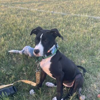 Hannah -  Pit Bull Terrier and Border Collie Dog for Adoption in Minneapolis, Minnesota - Hannah | PetCurious