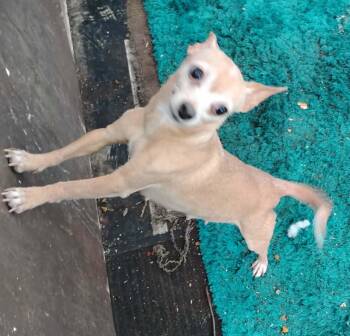 Chihuahua Dogs Available for Adoption - Maya  | PetCurious