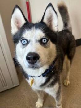 Adam -  Husky Dog for Adoption in Cleveland, Ohio - Adam | PetCurious