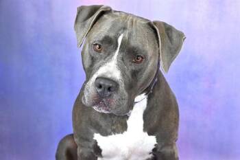 JAX -  American Staffordshire Terrier and Mixed Breed Dog for Adoption in Fort Lauderdale, Florida - JAX | PetCurious