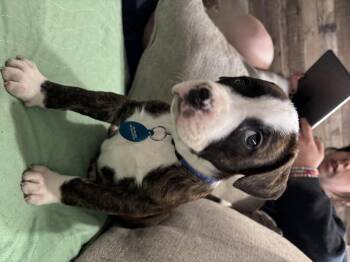 Pit Bull Terrier and Mixed Breed Dogs Available for Adoption in Fort Collins, Colorado - Nate The Great | PetCurious