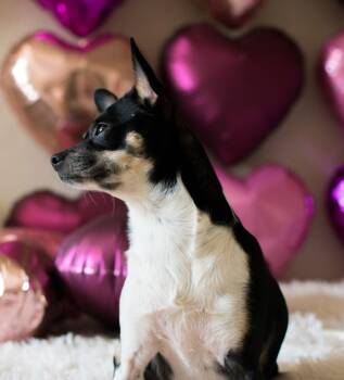 Rat Terrier and Chihuahua Dogs Available for Adoption - Cosette | PetCurious