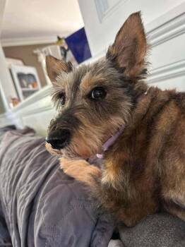 Sadie -  Terrier Dog for Adoption in Wayne, New Jersey - Sadie | PetCurious