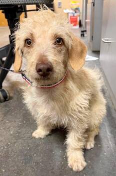 Hitson -  Poodle and Terrier Dog for Adoption in Milner, Georgia - Hitson | PetCurious