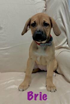 Brie -  Labrador Retriever Dog for Adoption in Walker, Louisiana - Brie | PetCurious