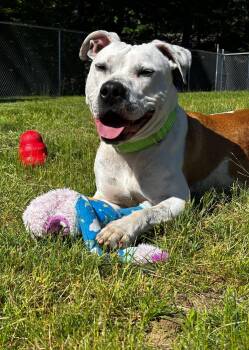 Moose -  Terrier Dog for Adoption in Swansea, Massachusetts - Moose | PetCurious