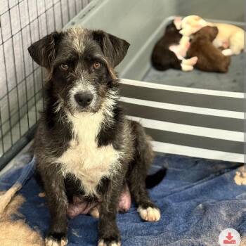 Mixed Breed Dogs Available for Adoption in Dekalb, Illinois - Teddie | PetCurious