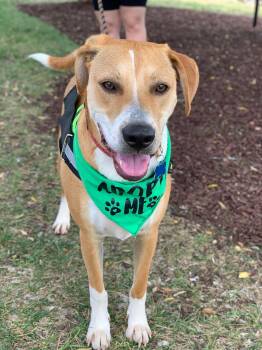 Mixed Breed Dogs Available for Adoption in Charlotte, North Carolina - Blaze | PetCurious