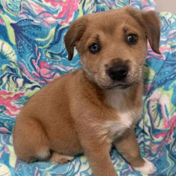 Rescue Mixed Breed Dogs for Adoption in Fredericksburg, Virginia - Nacho Cheese | PetCurious