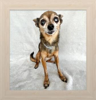 Ella Belle -  Chihuahua Dog for Adoption in Grand Terrace, California - Ella Belle | PetCurious