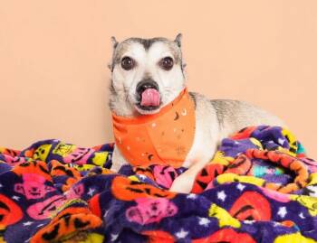 Pimento -  Chihuahua Dog for Adoption in Phoenix, Arizona - Pimento | PetCurious