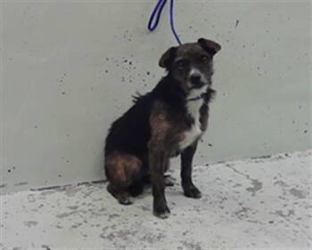 Border Terrier and Mixed Breed Dogs Available for Adoption in Houston, Texas - CASTIEL | PetCurious