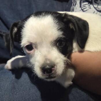Patty -  Terrier and Mixed Breed Dog for Adoption in Olathe, Kansas - Patty | PetCurious