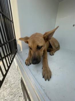 Rescue German Shepherd Dog Dogs for Adoption in Houston, Texas - A645387 | PetCurious