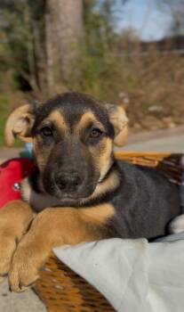 Australian Cattle Dog Blue Heeler and Boxer Dogs Available for Adoption - Scorpio | PetCurious