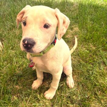 Kylo -  Mixed Breed Dog for Adoption in Wheeling, Illinois - Kylo | PetCurious