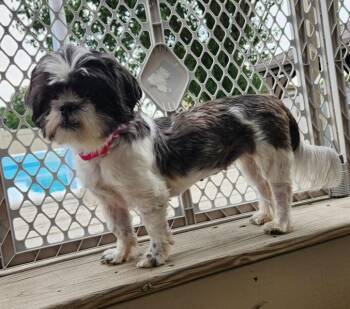 Zenia -  Shih Tzu Dog for Adoption in Louisville, Ohio - Zenia | PetCurious
